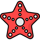 estrella de mar 