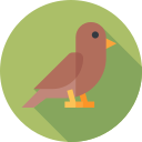 pájaro icon