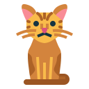 gato americano de pelo duro icon