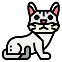 gato burmilla icon