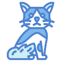 Cymric cat 