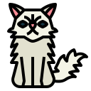 gato persa icon