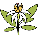 neroli icon