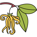 ylang ylang icon