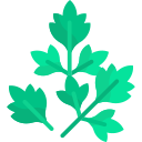 cilantro icon