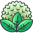 coliflor icon