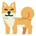 shiba