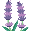 lavanda 