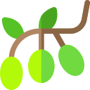 aceituna icon