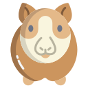 Guinea pig 