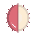 rambután icon