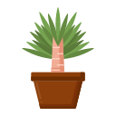 yucca 