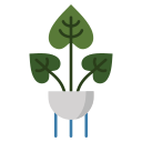 alocasia icon