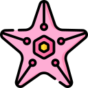 estrella de mar 