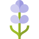 lavanda