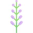 lavanda