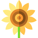 girasol