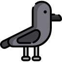 krähe 