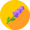 lavanda 