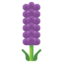 lavanda 