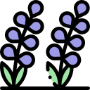 lavanda 