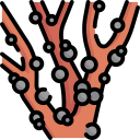 jabuticaba icon