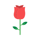 rosa