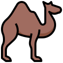 camelo 