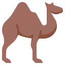 camelo 