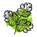 cilantro icon