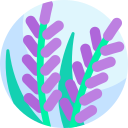 lavanda 