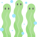 Green algae 
