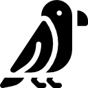 krähe 