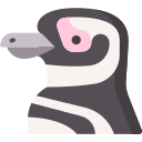 pingüino de magallanes