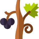 vino