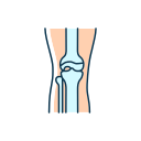 articulación de la rodilla 