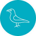 gaviota icon