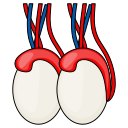 testiculos icon