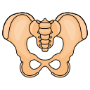 pelvis icon