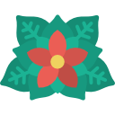 poinsettia 