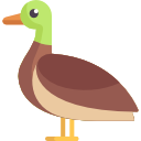 pato 