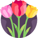 tulipán 