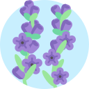 lavanda 