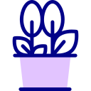 les plantes 