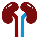 Kidney 