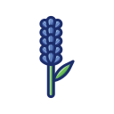 lavanda icon