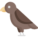 pájaro icon