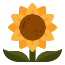 girasol