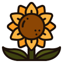 girasol