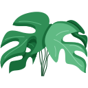 monstera 